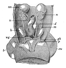 Fig.402. Urogenital
system of a human embryo of three inches in length.