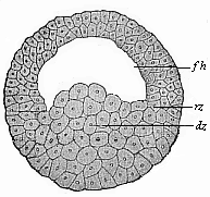 Blastula of the
water-salamander.