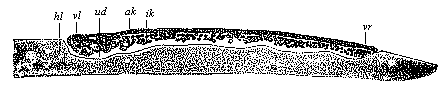 Fig.61. Longitudinal section
of the discoid gastrula of the nightingale.