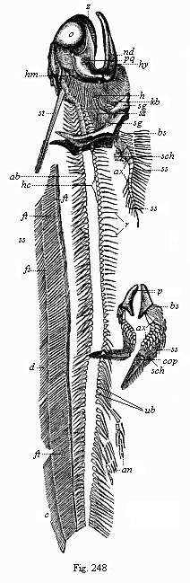 Fossil Permian primitive fish (Pleuracanthus Dechenii), from the red sandstone of Saarbr�cken.