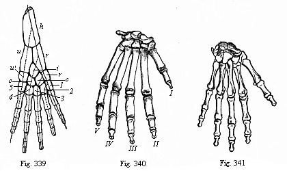 Fig. 339. Skeleton of the fore leg of an amphibian. Fig. 340. Skeleton of gorilla&rsquo;s hand. Fig. 341. Skeleton of human hand, back.