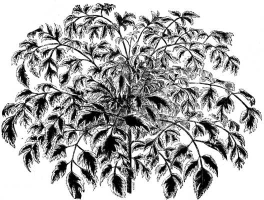 PANAX VICTORI&AElig;.