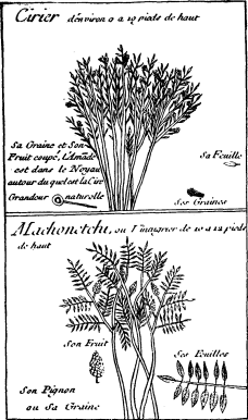 TOP: Myrtle Wax Tree--BOTTOM: Vinegar tree (Acacia or
Locust) (on p. 221)