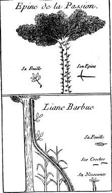 TOP: Passion Thorn or Honey Locust&mdash;BOTTOM: Bearded
Creeper
