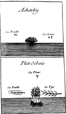 TOP: Red Dye Plant&mdash;BOTTOM: Flat Root
