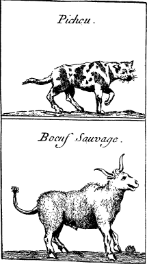 Top: Panther or Catamount&mdash;BOTTOM: Bison or Buffalo